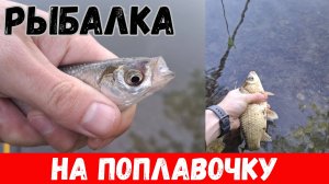 НАШЁЛ ЭТО МЕСТО! ОНИ ТЯНУТ С БЕШЕНОЙ СИЛОЙ! Ловля рыбы на поплавочную удочку 2025!