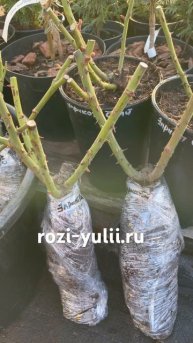 Саженцы плетистой розы «Априкот Скай» в каталоге rozi-yul
