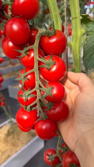 🌟 Томат ЧЕРРИ ЛЮБА F1 – любовь с первого взгляда! #SemenaPa смотреть онлайн