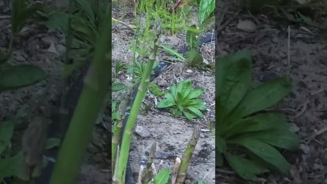 Спаржа в огороде - редкость. Капельный полив. смотреть онлайн