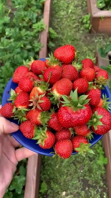 Первый урожай клубники! Всё не зря... #клубника #сад #дач смотреть онлайн