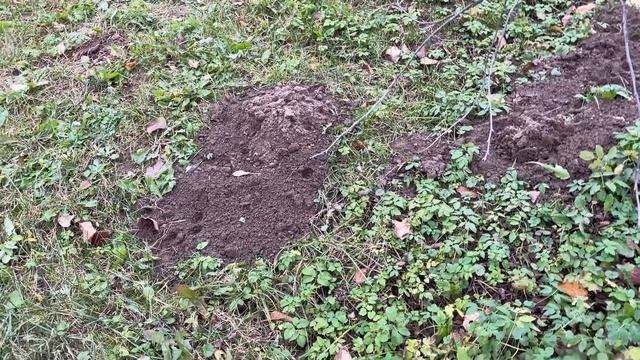 Мои работы в теплицах в ноябре / Минская область смотреть онлайн