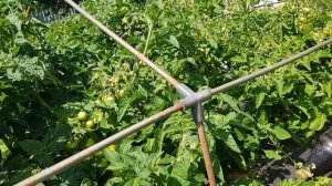 Томаты открытого грунта. Да будет свет и сквозняк. 30.06.2