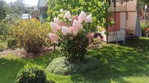 💁🌼 СЕНТЯБРЬ - последняя подкормка гортензии,подкисл