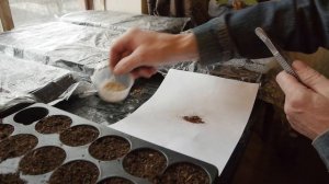 Выращивание табака. Этап 1.Проращивание семян.