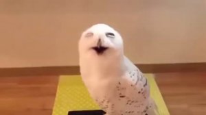 Сова смеётся