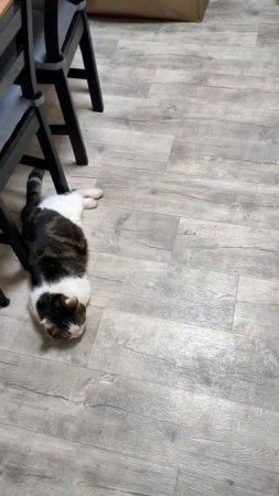 Кот полёживает колбаской