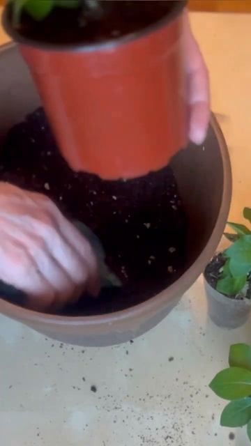 Петуния Обрезка Пересадка #петуния #петунияизсемян #с? смотреть онлайн