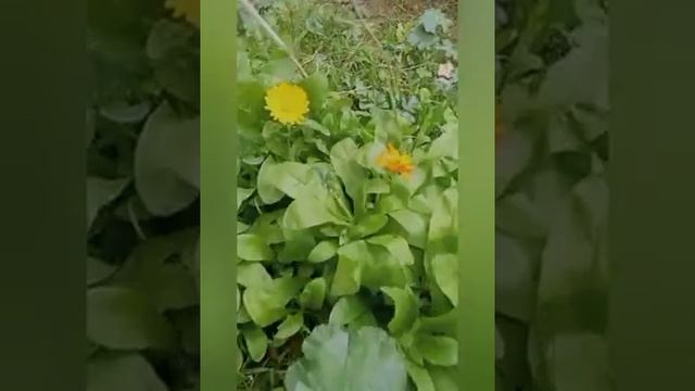 отварила яйца🥚кукуруза🌽Кекс с изюмом🍮#кулинарный?