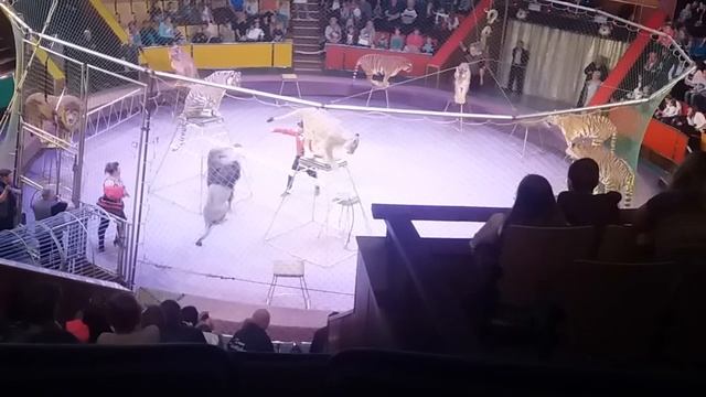 Львівський цирк 3 СМУГАСТИЙ РЕЙС смотреть онлайн