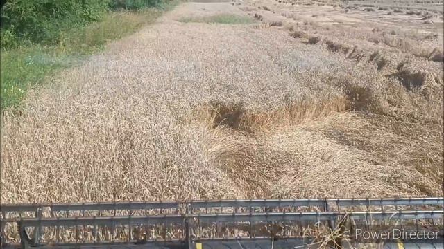 Уборка 2024. Озимая пшеница, горох. смотреть онлайн