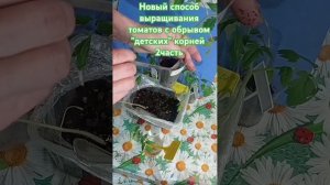 Новый простой способ выращивания рассады томатов .