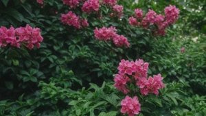 Красивые однолетние цветы для уличных горшков - Советы для цветника