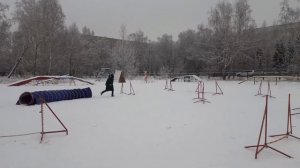 Аджилити шпиц Алекс.