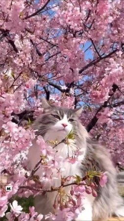#котики