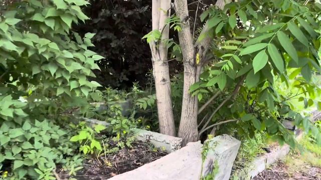 Маньчжурский орех в Кемерово.