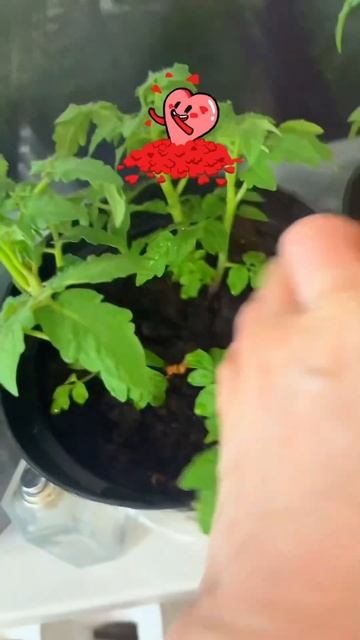 Делюсь моментом ликования в чате. Томаты балконное чу?