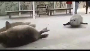 Прыгающие тюлени прикол