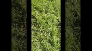 про сорняки на газоне, или пырей или ежовник обыкновен