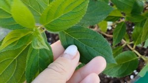 Гортензия Металлика,  сорт или пересорт, как определит