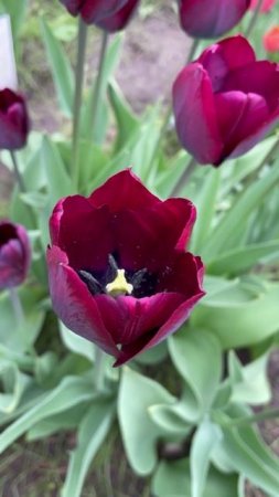 Тюльпан #flowers #цветы #сад #nature #garden