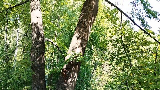 Белочки играют в догонялки 🤣 смотреть онлайн