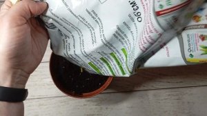 🌿 Мята на Подоконнике растет Круглый Год! 🌿 Выращива