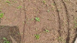 Отзыв на семена газона быстрого Агросидстрейд, 18.07.2024