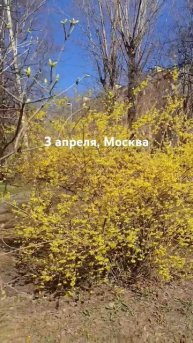Яркая весна 3 апреля Москве
