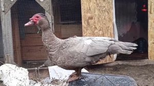 Выращивание индоуток. Часть 1.