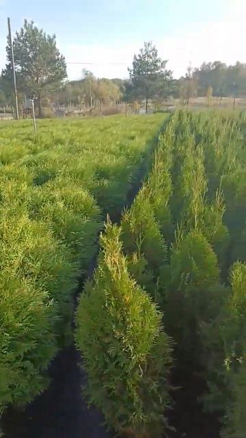 Недалеко от Москвы нашёл питомник крупномеров 😃 #shortsv смотреть онлайн