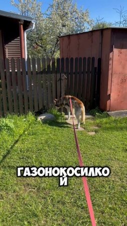 Хаски - газонокосилка? 🙈 #shorts #dog #husky #хаски #сибирскийхаски