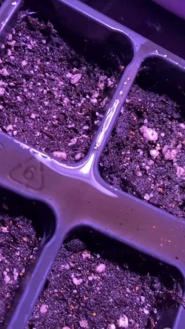 Петхоа 2025 #петуния #огород #рассада #сад #садоводство #с смотреть онлайн