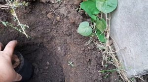 посадка грецкого ореха, с последующей пересадкой