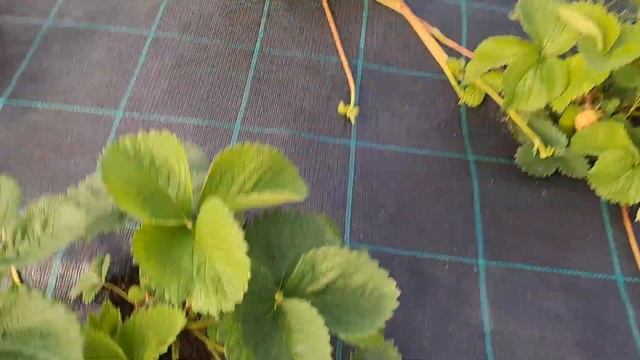 Камрад победитель - клубника среднего срока плодоноше смотреть онлайн