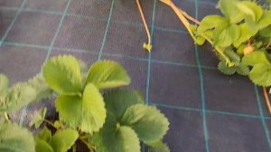 Камрад победитель - клубника среднего срока плодоноше