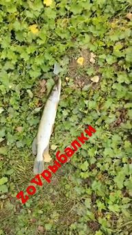 Рыбалка на Никольском пруду #fishing #рыбалка #sea #щука #ок?