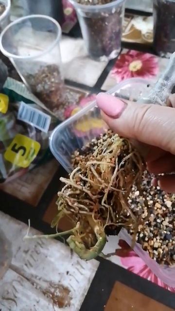 Лечуза не пошла, все пересадки назад в свой грунт смотреть онлайн