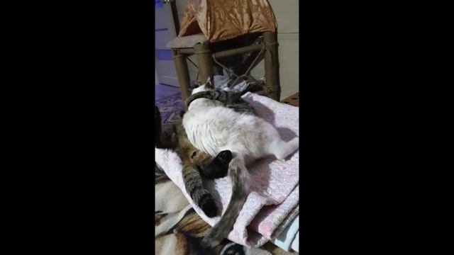 Смешные кошки и коты. Приколы с животными. Просыпайся, пора тыгыдымить - part 2