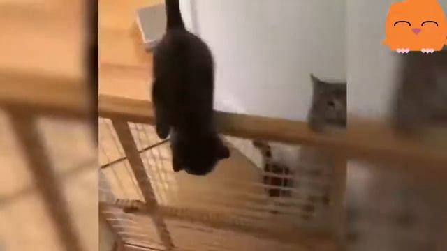 Приколы с котами – смешная озвучка животных – кот Мурзик и ТОПовый сборник 2018 смотреть онлайн