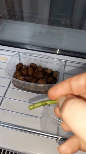 Выращивание Орхидеи смотреть онлайн