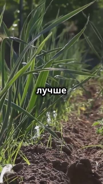 Используйте золу правильно! #огород #дача #сад #shorts смотреть онлайн