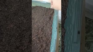 Посев цинерарии к 8марта