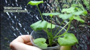 Прищипка пеларгонии (герани) из семян. Формировка пела