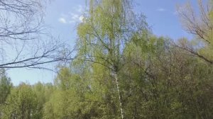 Снова вокруг весна  бушует...(А мне-то зачем)