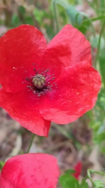 Март в Греции. Ромашки мак матиола.цветывмарте