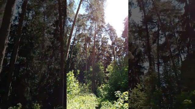 Прогулка по лесу весной в мае: красивые высокие деревь