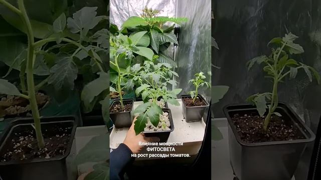 Каждый лист растения это своего рода Солнечная панель