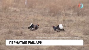 Пернатые рыцари