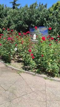 Розовые клумбы. Ч 2.